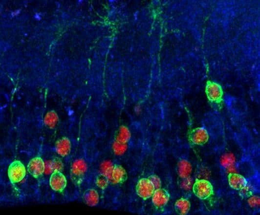Image of neurons in developing brain Brand lab