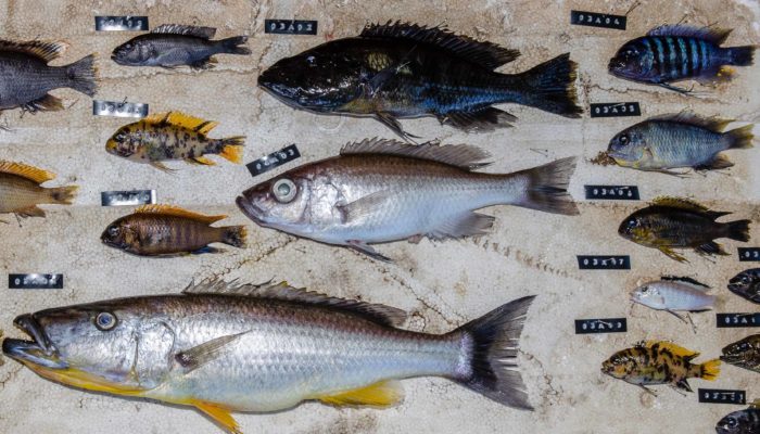 Fish species from Malawi studied for genetics Miska