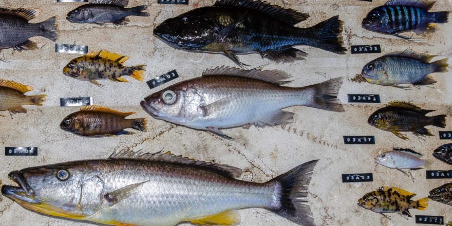 Fish species from Malawi studied for genetics Miska
