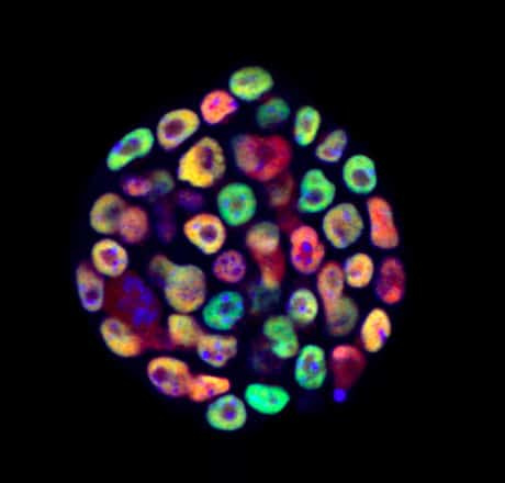 Ball of colourful cells of developing embryo Hackett et al