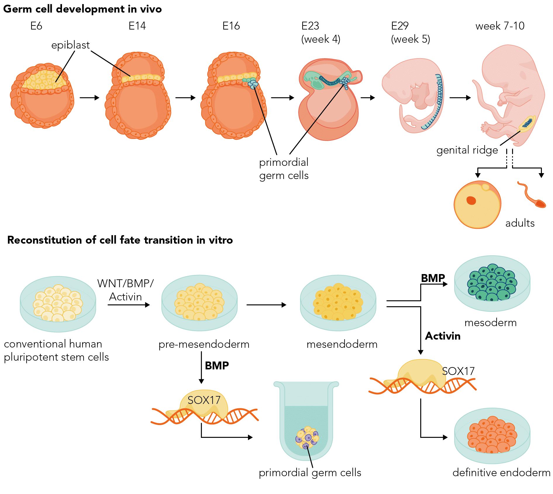 Diagram of primordial germ cell development