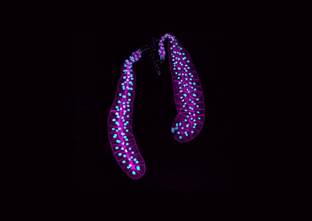 Fruit fly salivary glands, captured with a confocal microscope