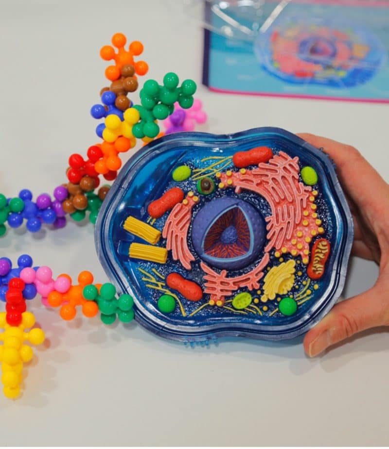 Colourful plastic model of an animal cell