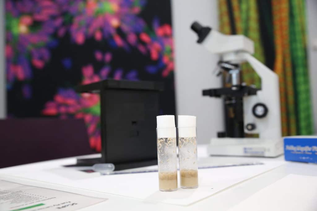 Two vials with flies in front of a microscope and large microscope artwork
