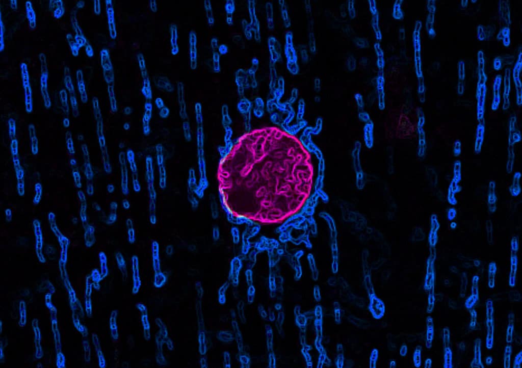 Microscopy image showing a cell nucleus coloured pink and the mitochondria in blue