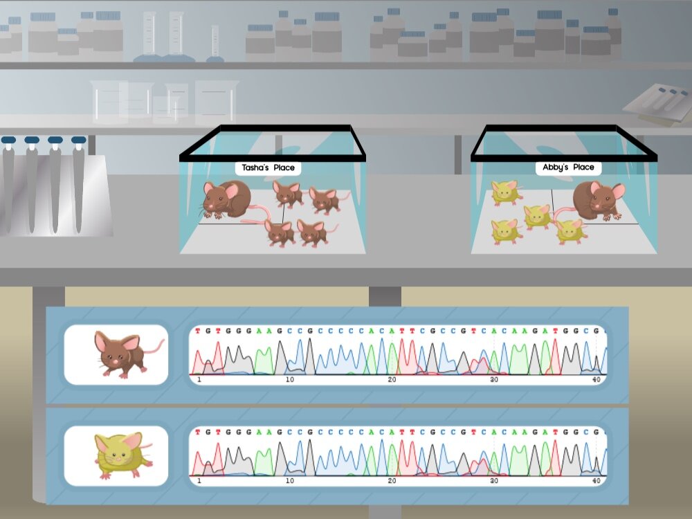 Illustration showing two tanks with dark and lighter brown coloured mice. Below is a diagram showing the DNA sequence of each of the two mouse phenotypes.