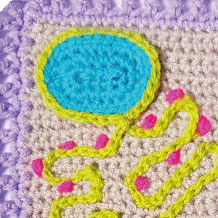Close up of a crocheted cell showing the nucleus and cell wall