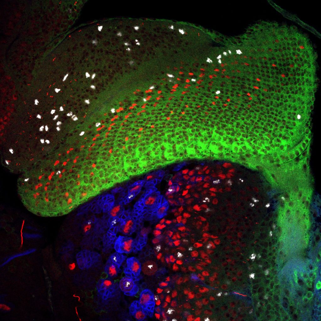 Microscopy image of Drosophila central brain (red and blue) and eye imaginal disc (green and red).