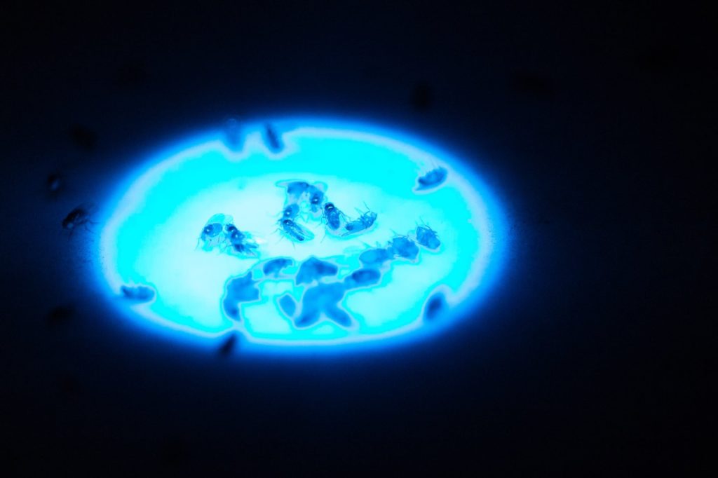 Drosophila under blue scope light