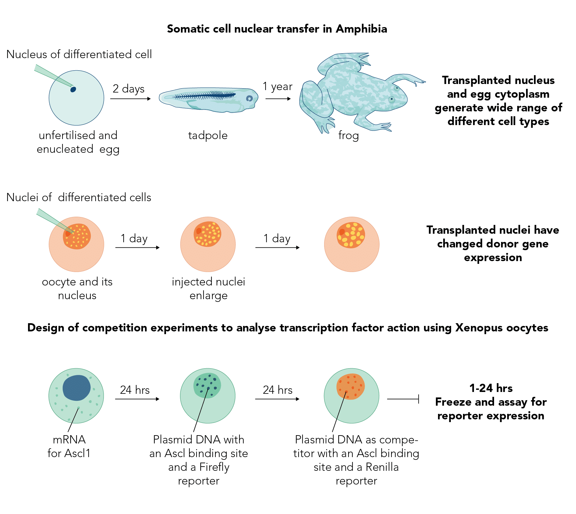 Diagram of nuclear reprogramming experiments