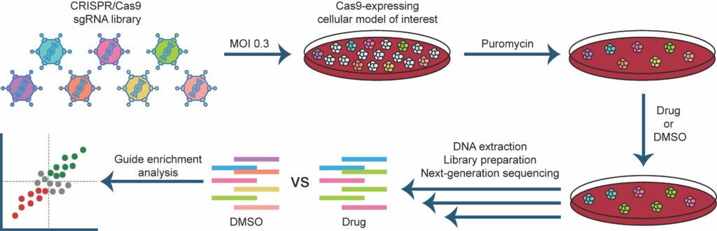Schematic showing a general CRISPR-screening strategy to identify genes that confer sensitivity or resistance to a particular drug. MOI: multiplicity of infection. This ensures that only one gene per cell is knocked out.
