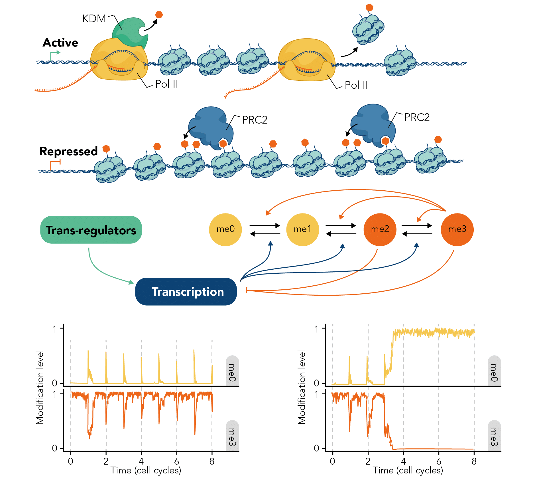 Diagram of modelling Polycomb epigenetic dynamics 