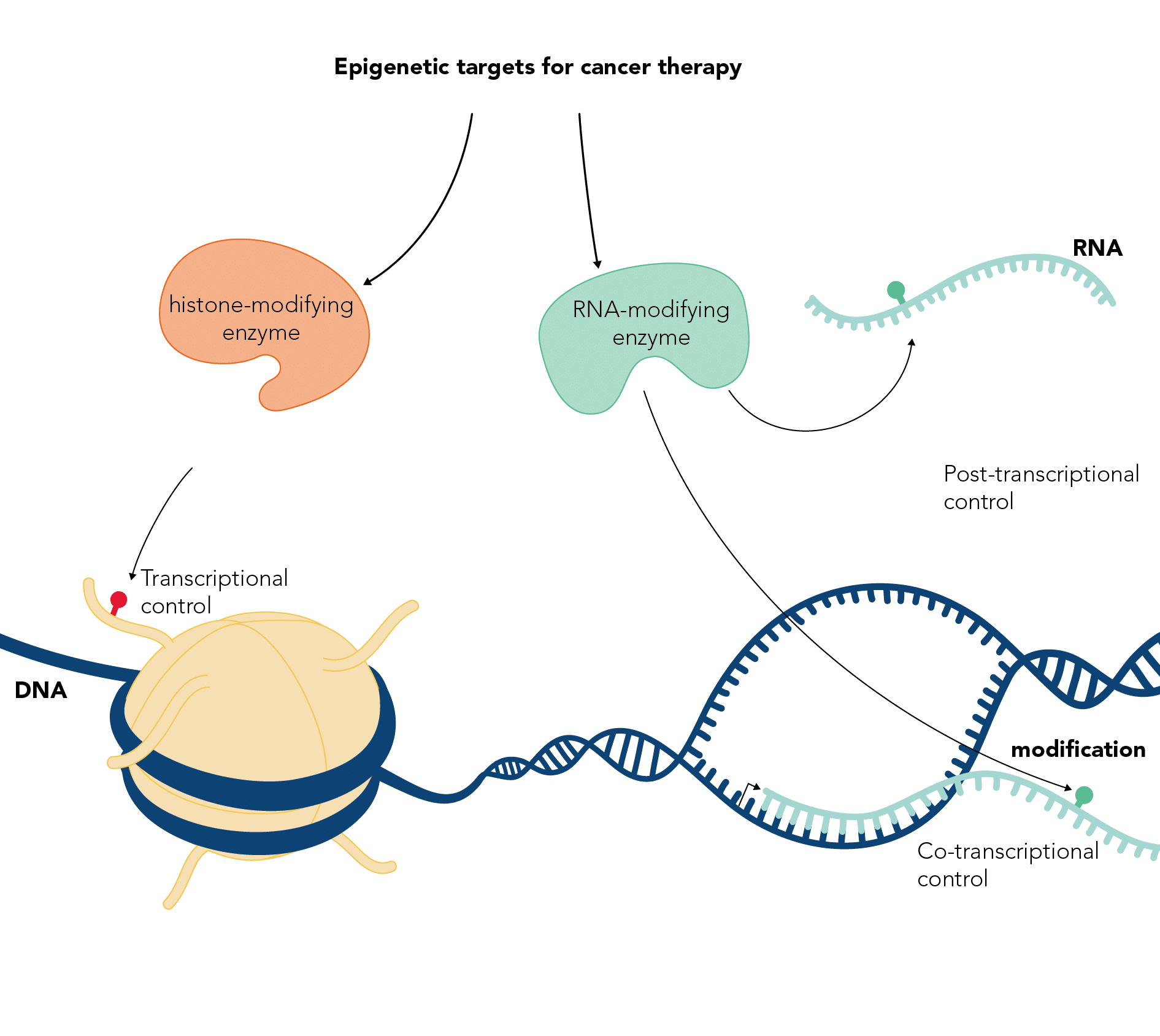 Diagram of ways in which gene expression can be regulated