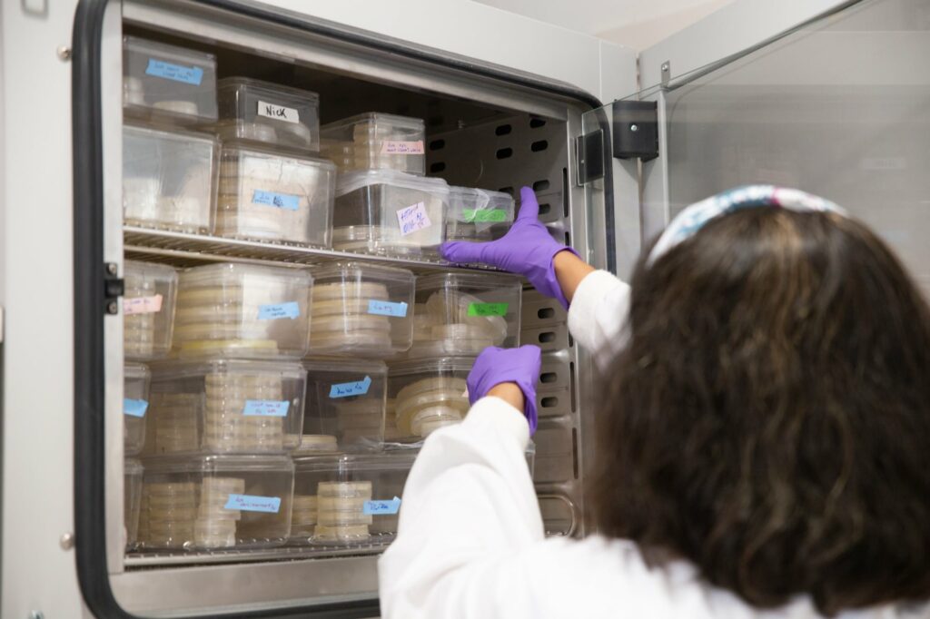 Researcher with gloved hands reaches into open incubator with petri dishes in Miska Lab