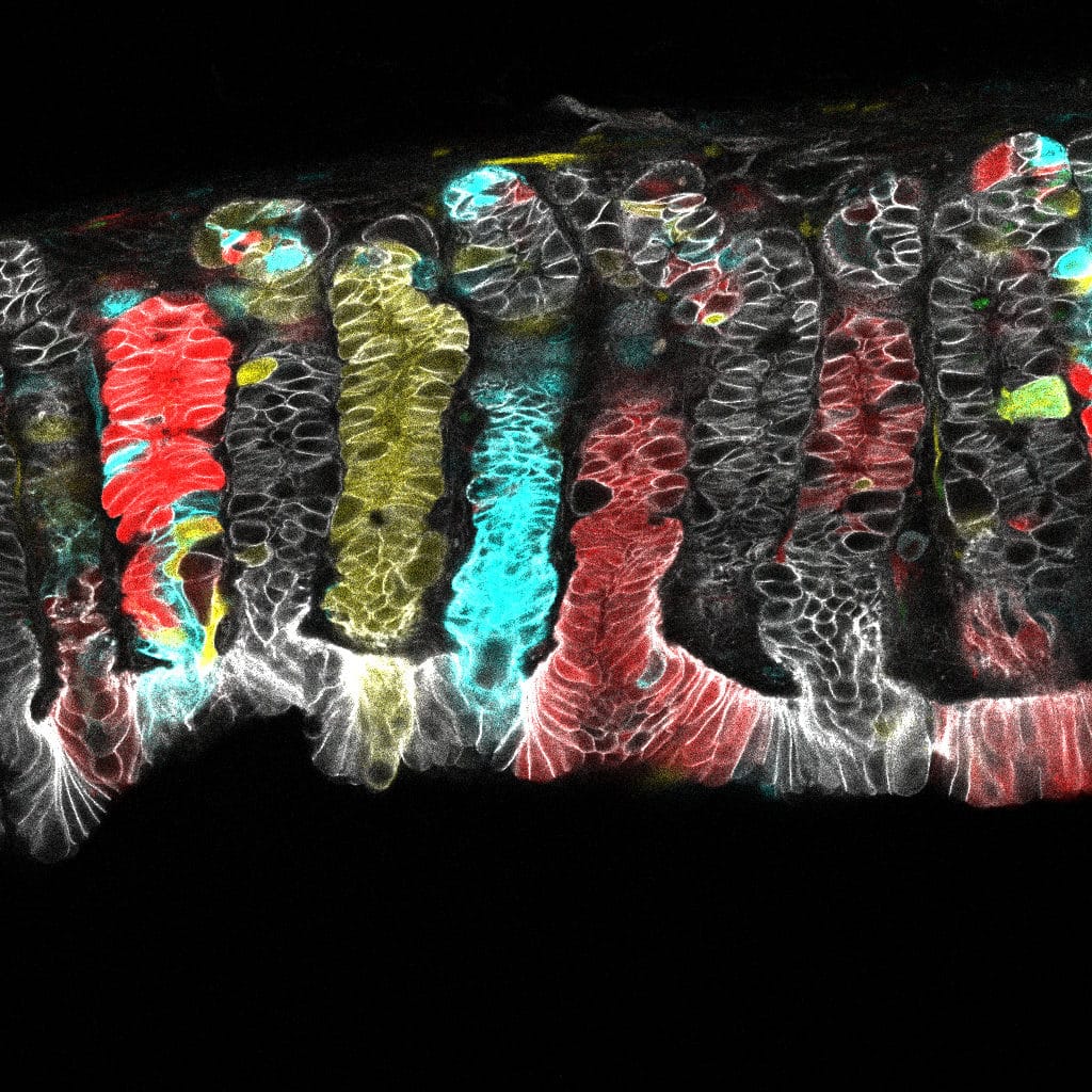 Rendered image of cell lineage tracing in the stomach