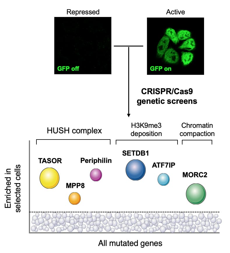 Tchasovnikarova research diagram CRISPR screen
