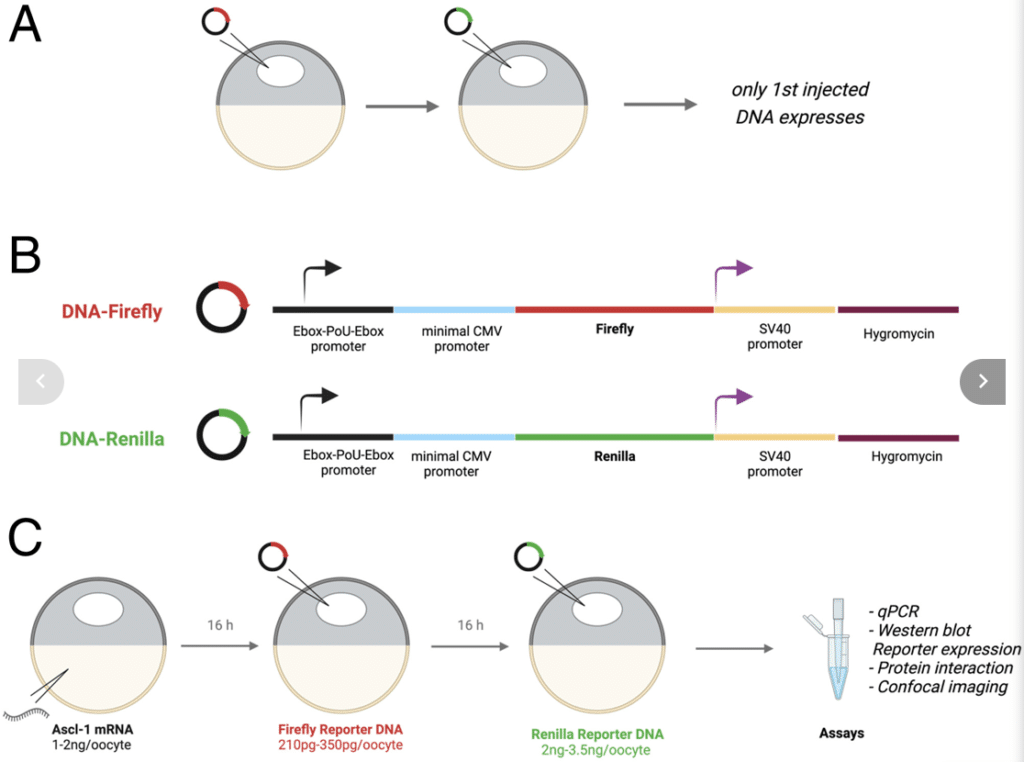 FIg 1 showing overall design of oocyte DNA competition assay from Javed at al (2022)