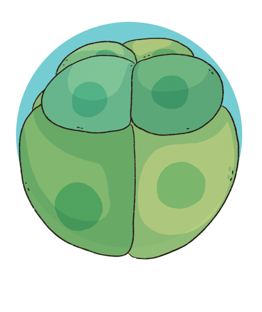 Stylised illustration of the cleavage stage of a developing frog