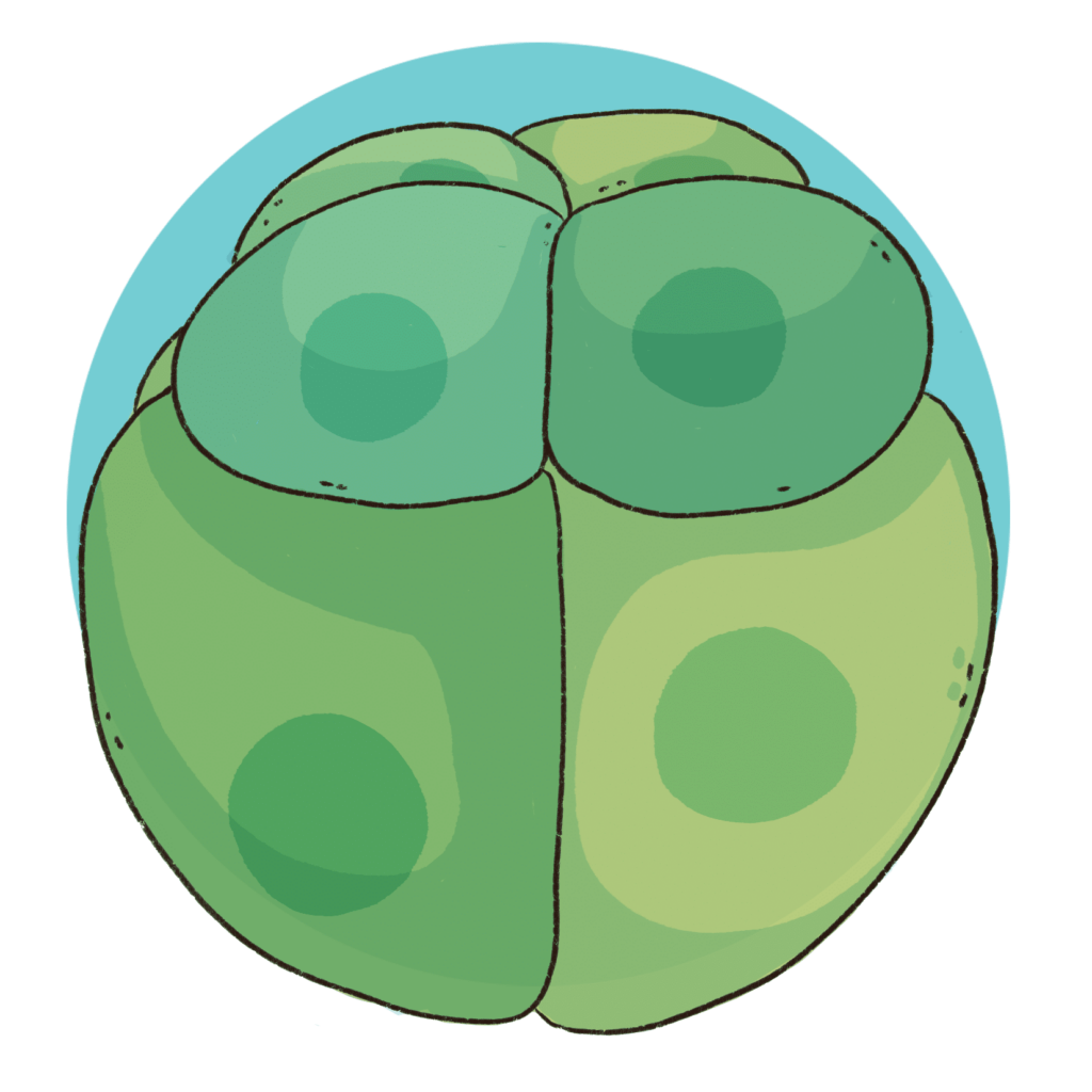 Stylised illustration of the cleavage stage of a developing frog