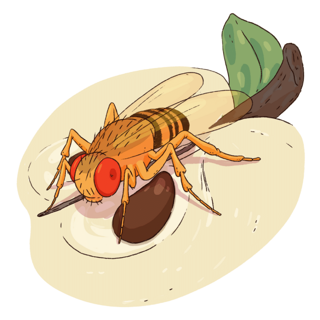 Stylised image of a fruit fly sat on an apple that has been sliced in half