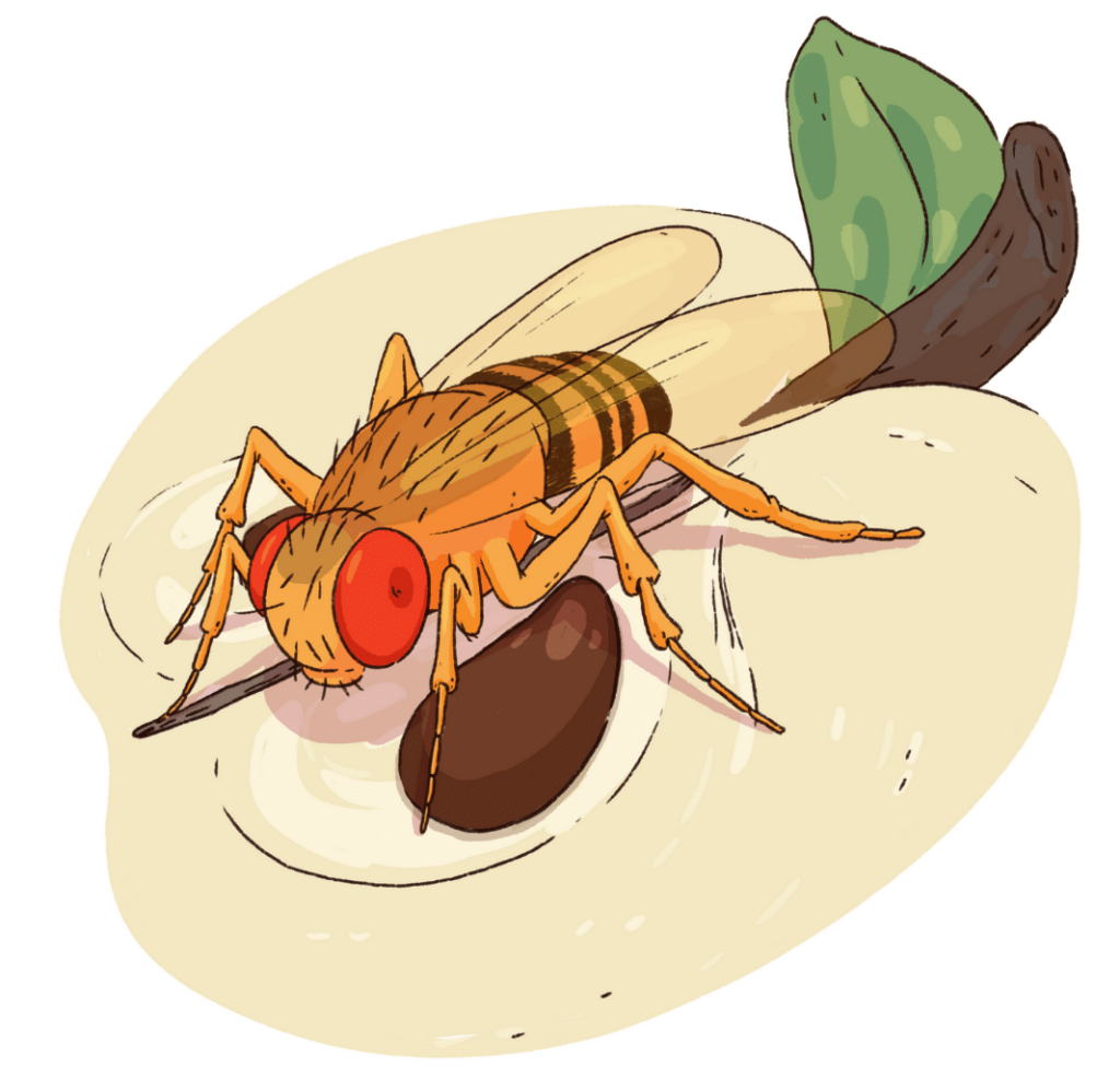 Stylised image of a fruit fly sat on an apple that has been sliced in half