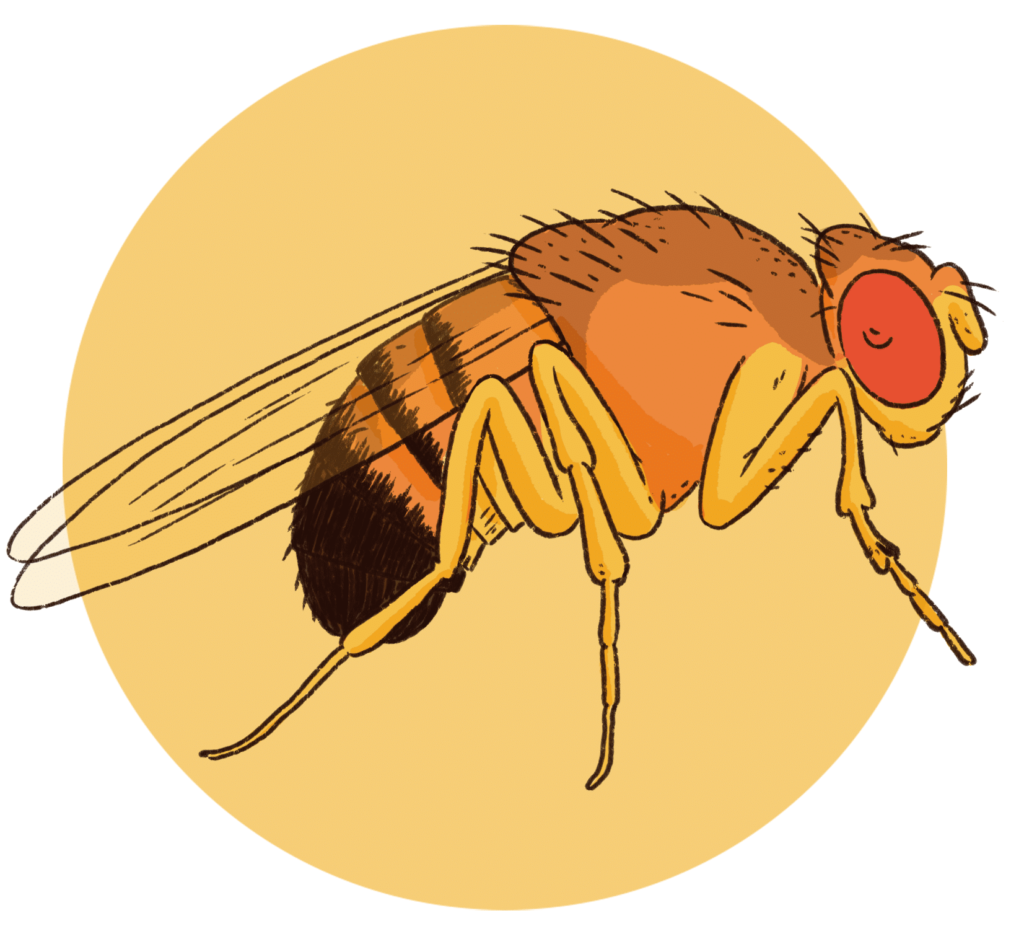 Stylised illustration of an adult fruit fly (Drosophila)