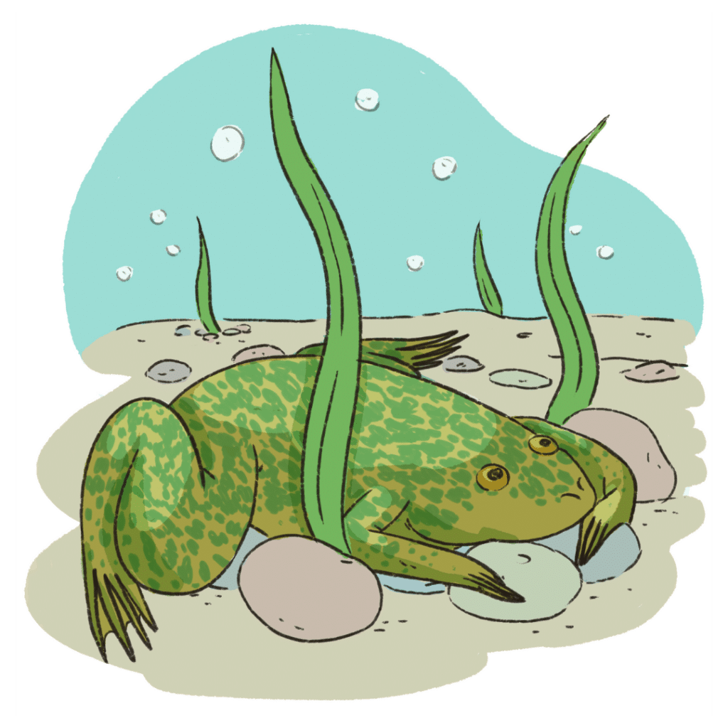 Stylised illustration of Xenopus frog on a riverbed surrounded by pebbles and aquatic plants