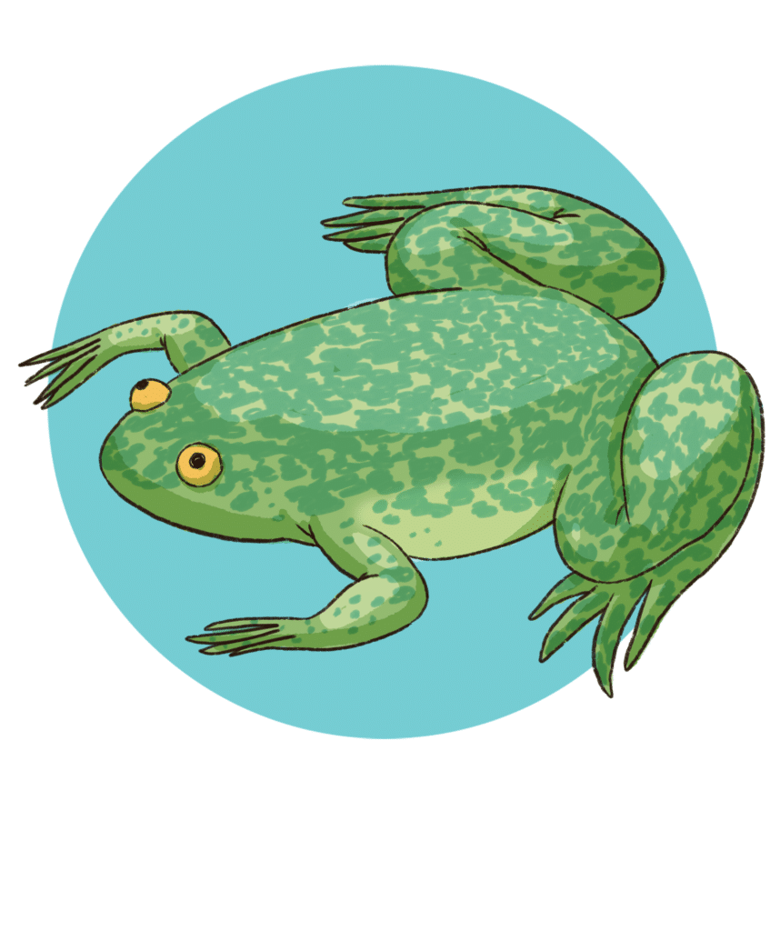 Illustration of an adult Xenopus frog on a sky blue backdrop
