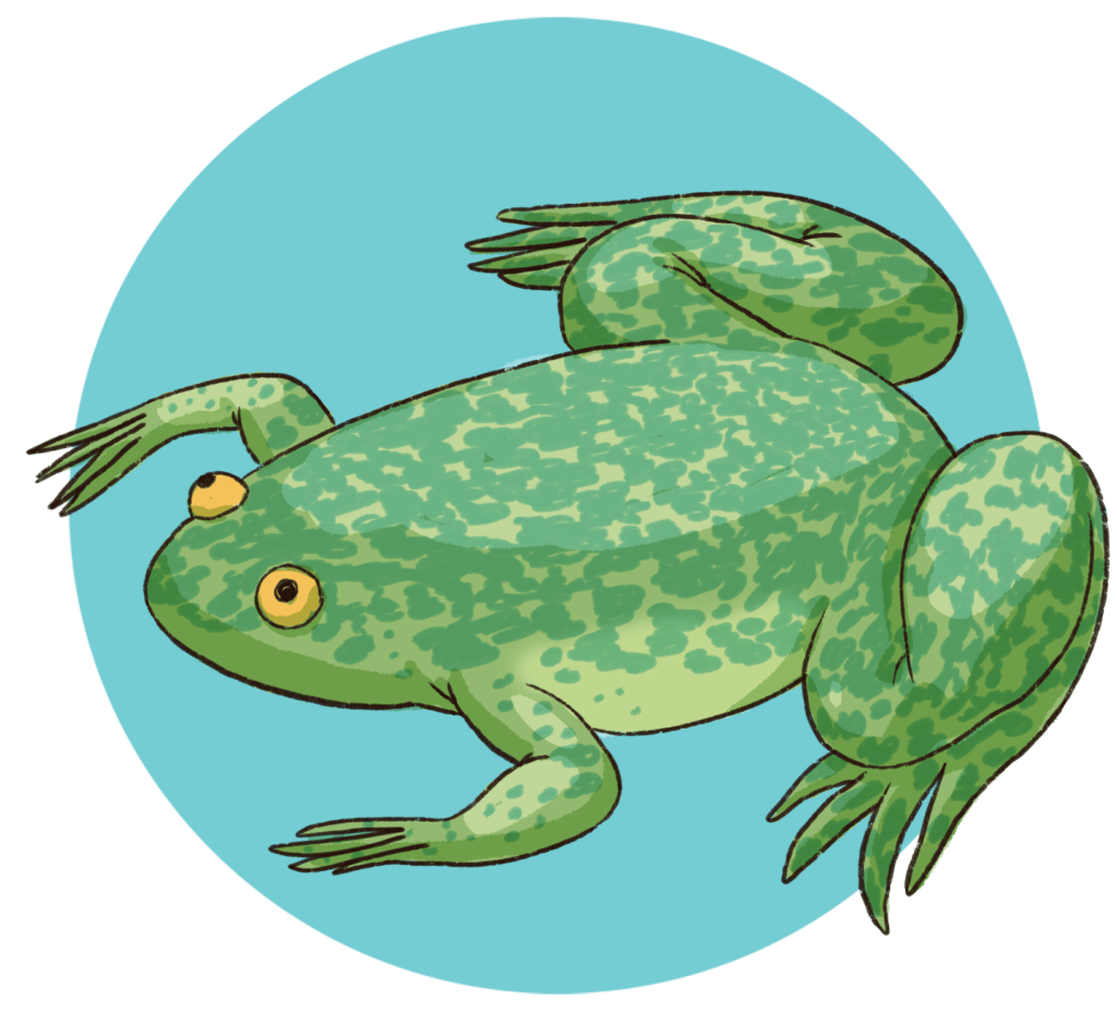 Illustration of an adult Xenopus frog on a sky blue backdrop