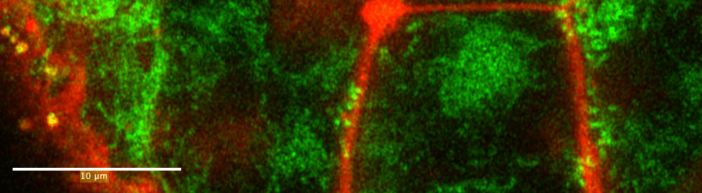 Live imaging of Drosophila mitochondria