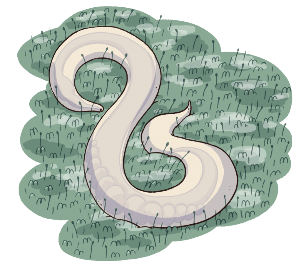 Stylised illustration of worm (C. elegant) in soil with plants growing around