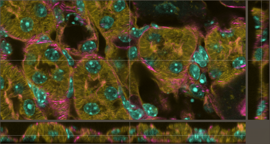 Example of imaging using the Leica SP8 confocal: mouse kidney