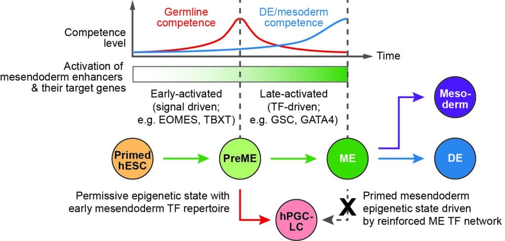 Figure 8f from Tang WW et al. (2022) illustrating sequence of influences on primordial germ cell fate