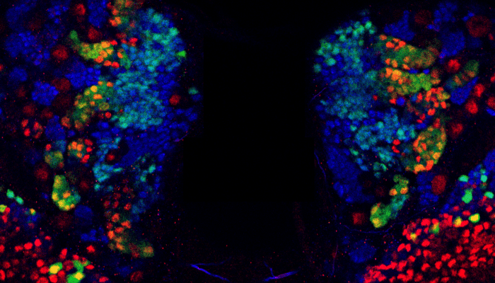 Fruit fly brain imaged with NanoDam technique fluorescent markers