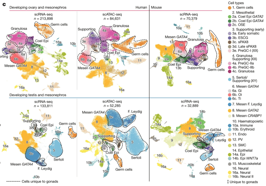 Map of cell lineages in mouse and human male and female gonadal tissues in development from Vento-Tormo July 2022