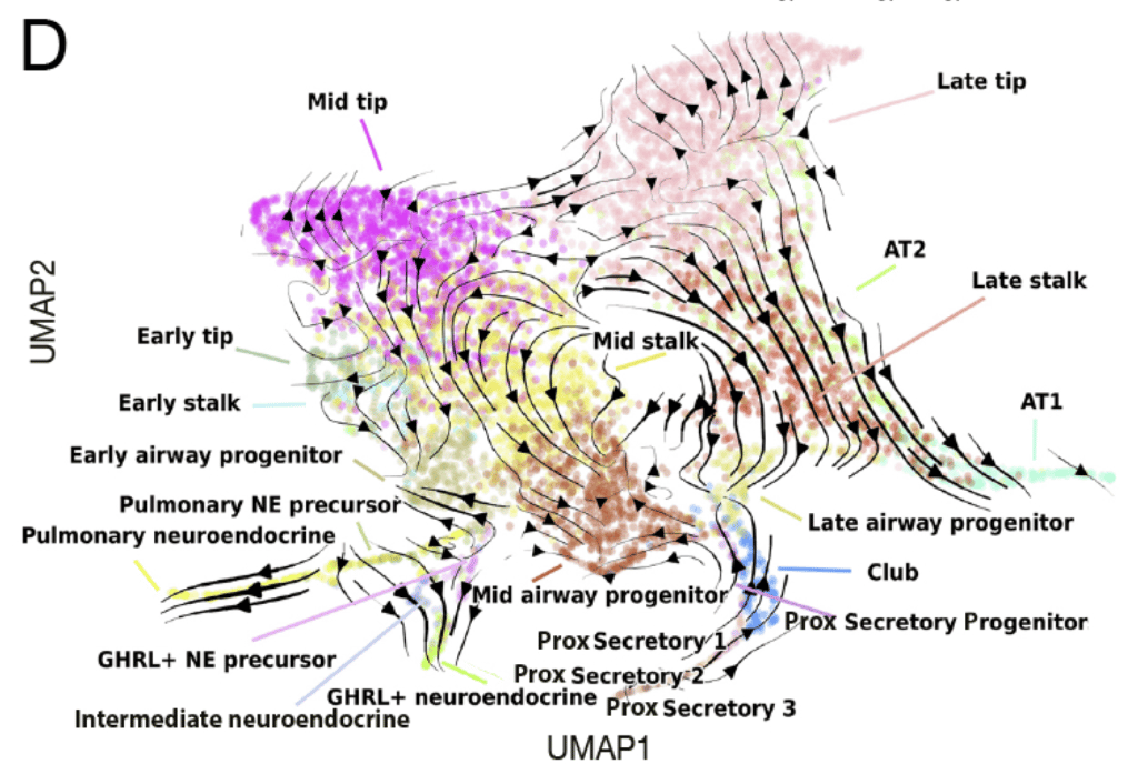 Figure 2D (excerpt) Visualisation of the predicted epithelial cell lineage trajectory from He et al (2022)