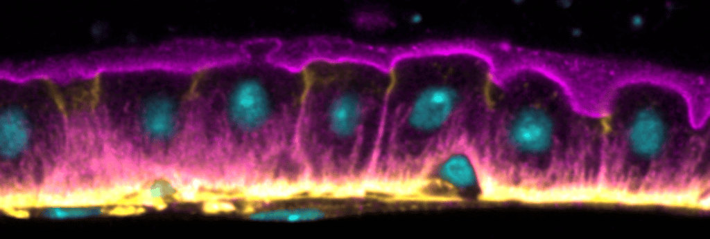 The simple layer of epithelial cells in the fruit fly midgut, with intestinal stem cells (ISC, smaller cells) situating at the basal side. Nuclear in cyan, alpha-Spectrin (cell cortical region) in magenta, and occluding septate junction in yellow.