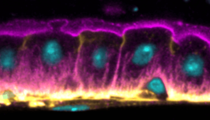 The simple layer of epithelial cells in the fruit fly midgut, with intestinal stem cells (ISC, smaller cells) situating at the basal side. Nuclear in cyan, alpha-Spectrin (cell cortical region) in magenta, and occluding septate junction in yellow.