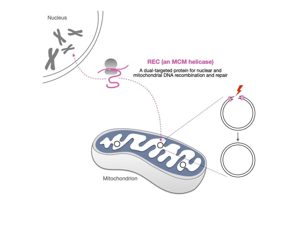 Dual-targeted protein for nuclear and mitochondrial DNA recombination and repair