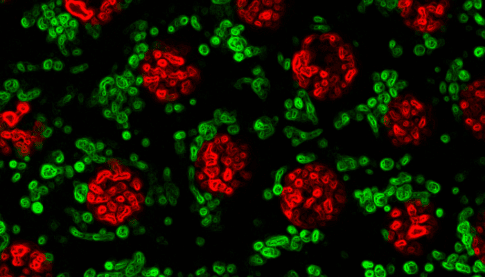 A layer of Drosophila cells with nucleus marked red and mitochondria marked green. Image Klunicka et al, Ma Lab.