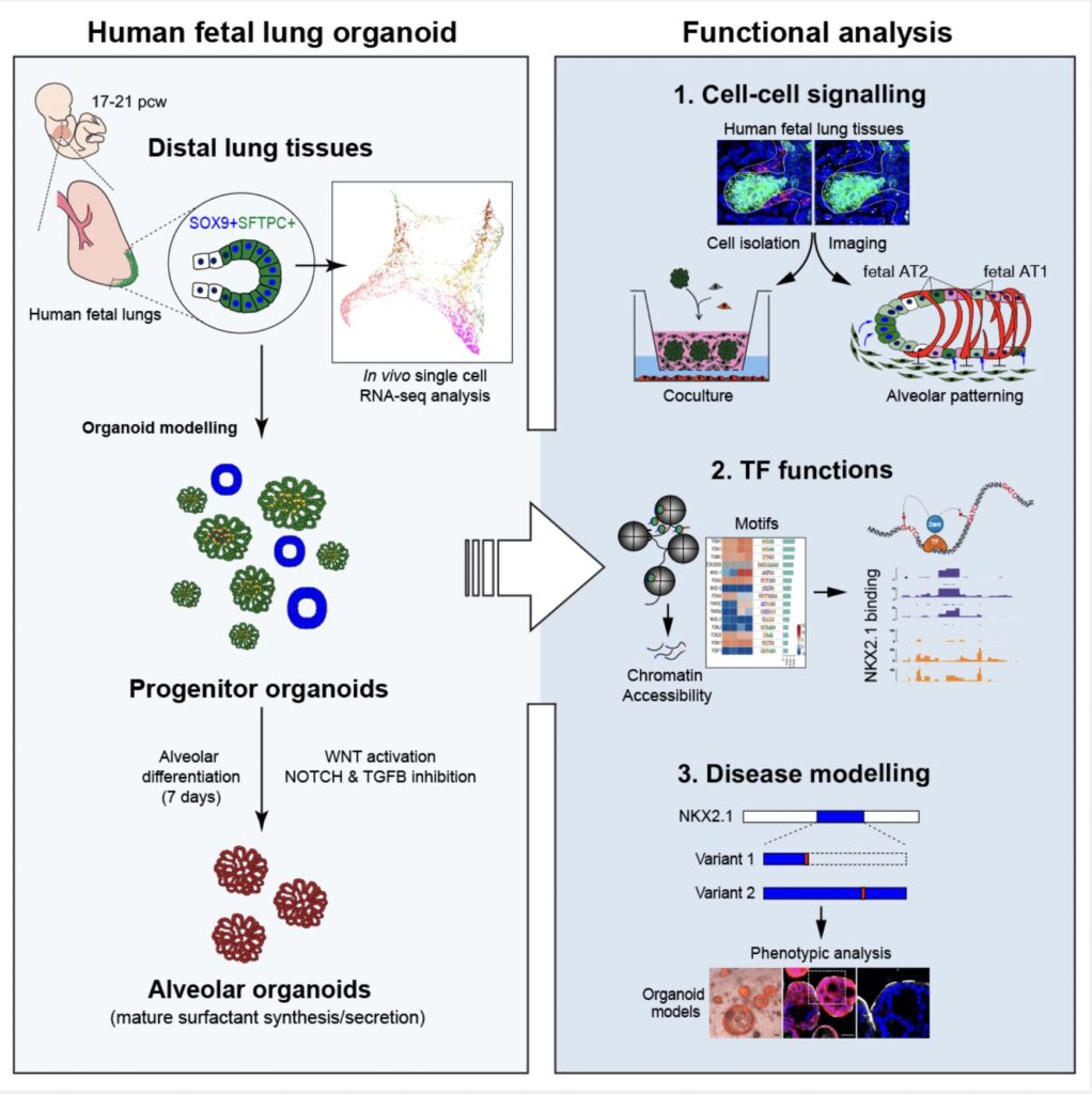 Graphical abstract of Organoid modelling of human fetal lung alveolar development reveals mechanisms of cell fate patterning and neonatal respiratory disease. Cell Stem Cell