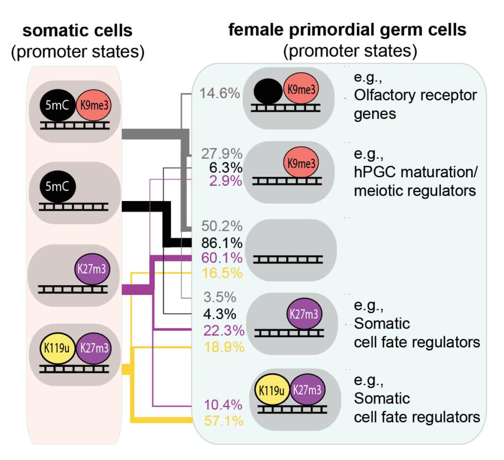 Gruhn et al. 2023. Figure comparing somatic cells and female primordiale cells.