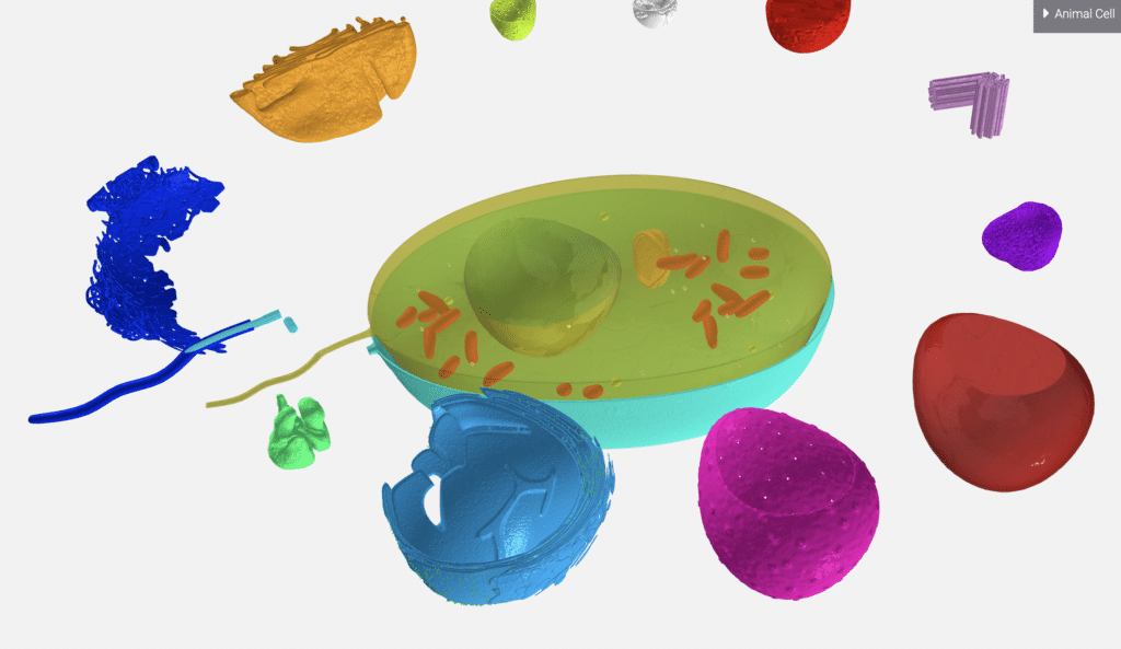 "Exploded View" of the cell explorer, showing all of the organelles in different colours and removed from the main body of the cell