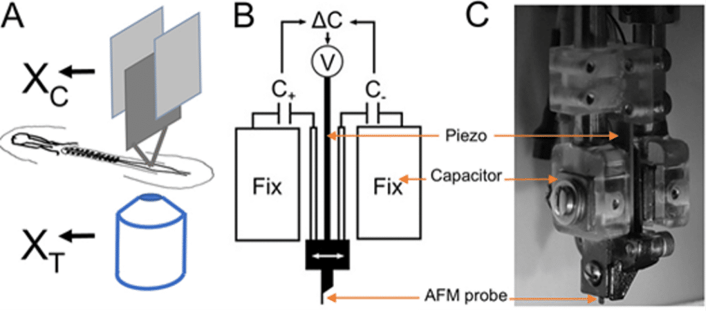 (A) The concept of TiFM. The design takes advantage of the flatness of the early avian embryo. XC is the holder ‘chip’ position measured by the capacitors, XT is the probe ‘tip’ position measured by the microscope. The difference between them is a measure of the deflection of the cantilever beam. (B,C) Probe holder and capacitors. Two capacitor plates and the piezo are integrated for position control and measurement against two fixed capacitor plates. C, capacitance; V, voltage. (C) A side photo of the assembled probe holder.
