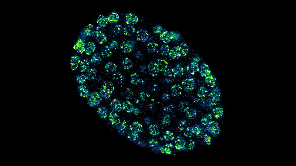 A Caenorhabditis elegans embryo highlighting repressed chromatin in the nucleus by immunostaining against histone H3 lysine 9 dimethylation, the hallmark of heterochromatin. Imaging was undertaken with the custom Stimulated Emission Depletion (STED) microscope.
