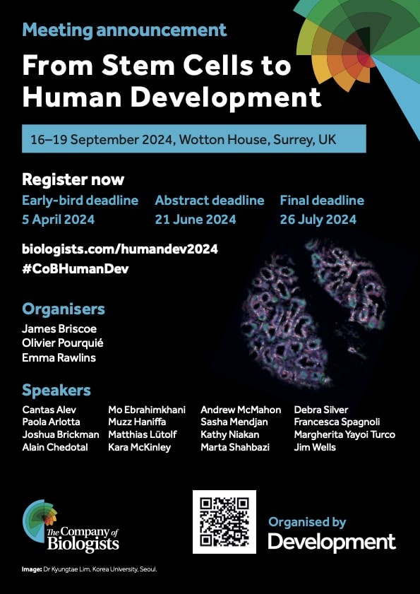 From stem cells to human development poster