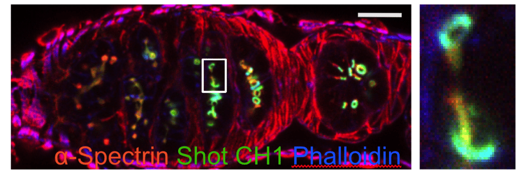 Drosophila germarium with germline cysts expressing calponin homoly domain from Spectraplakin Shot (green), stained with a-Spectrin antibody (red) and Phalloidin (blue). The righthand panel shows the enlargement of the boxed region in the lefthand panel.